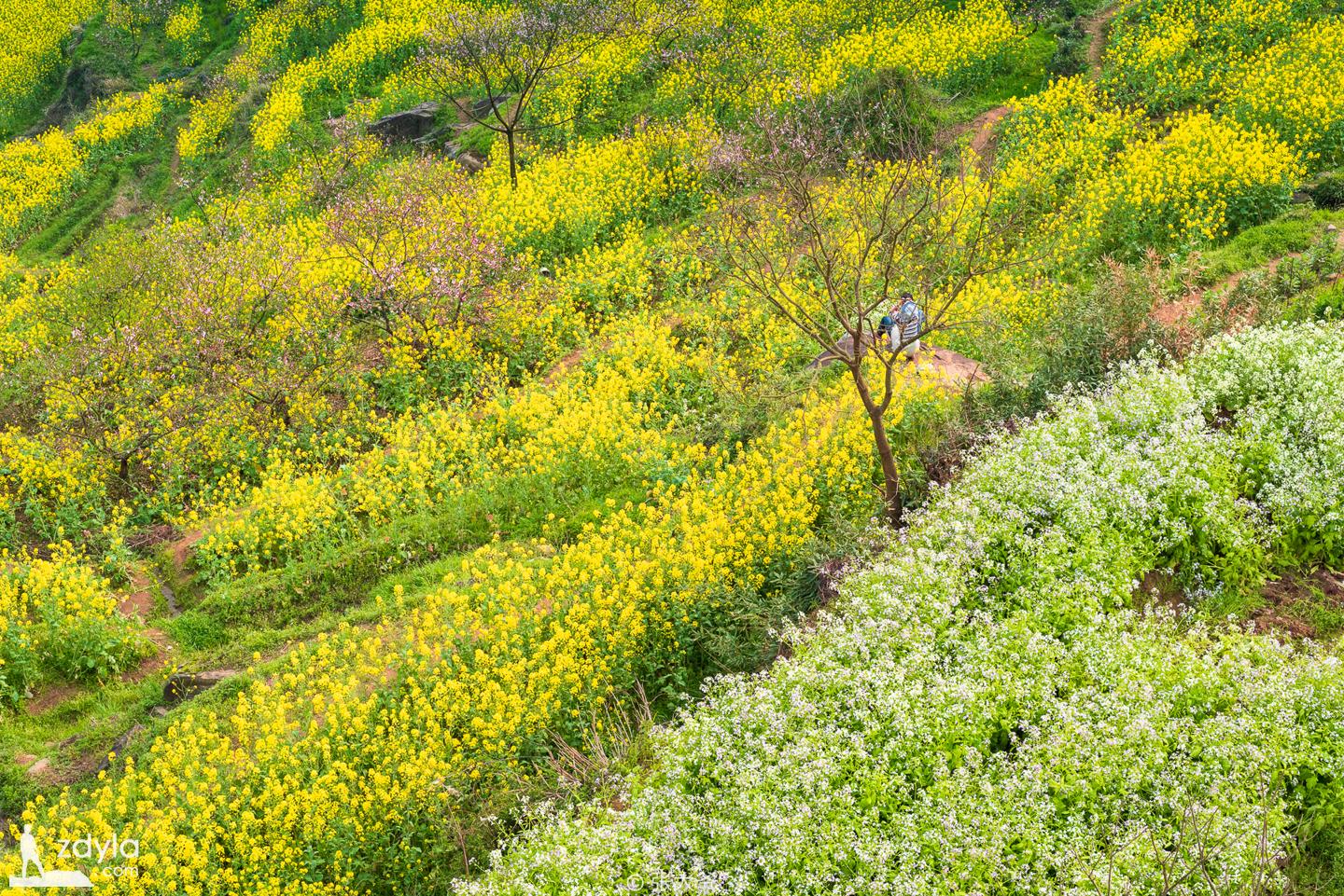 覆卮山 · 油菜花小景