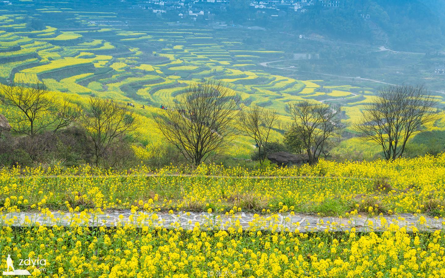 Fuzhi mountain, Rape flower