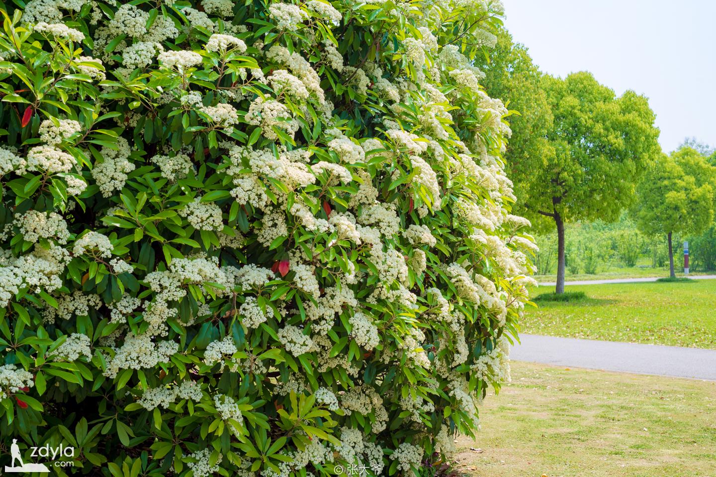 There is no cherry blossom in Gucun park!