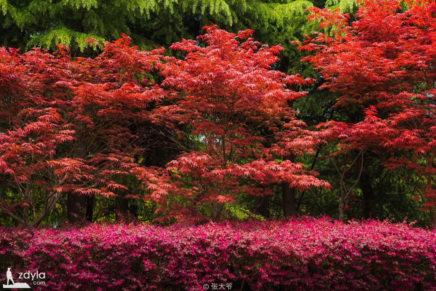 There is no cherry blossom in Gucun park!