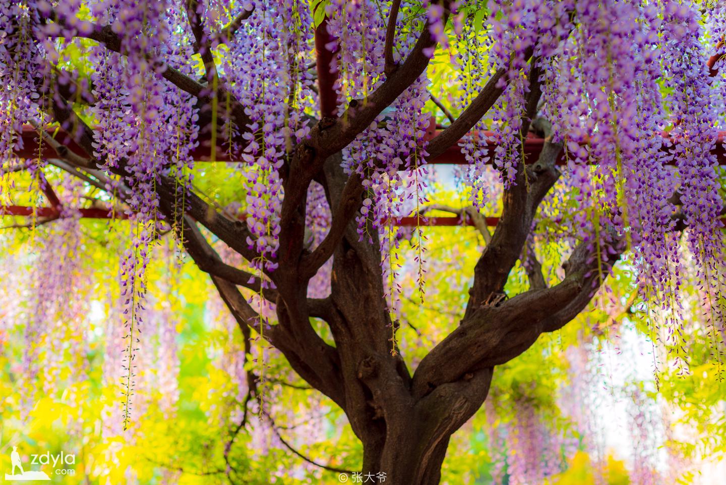 Wisteria blossoms