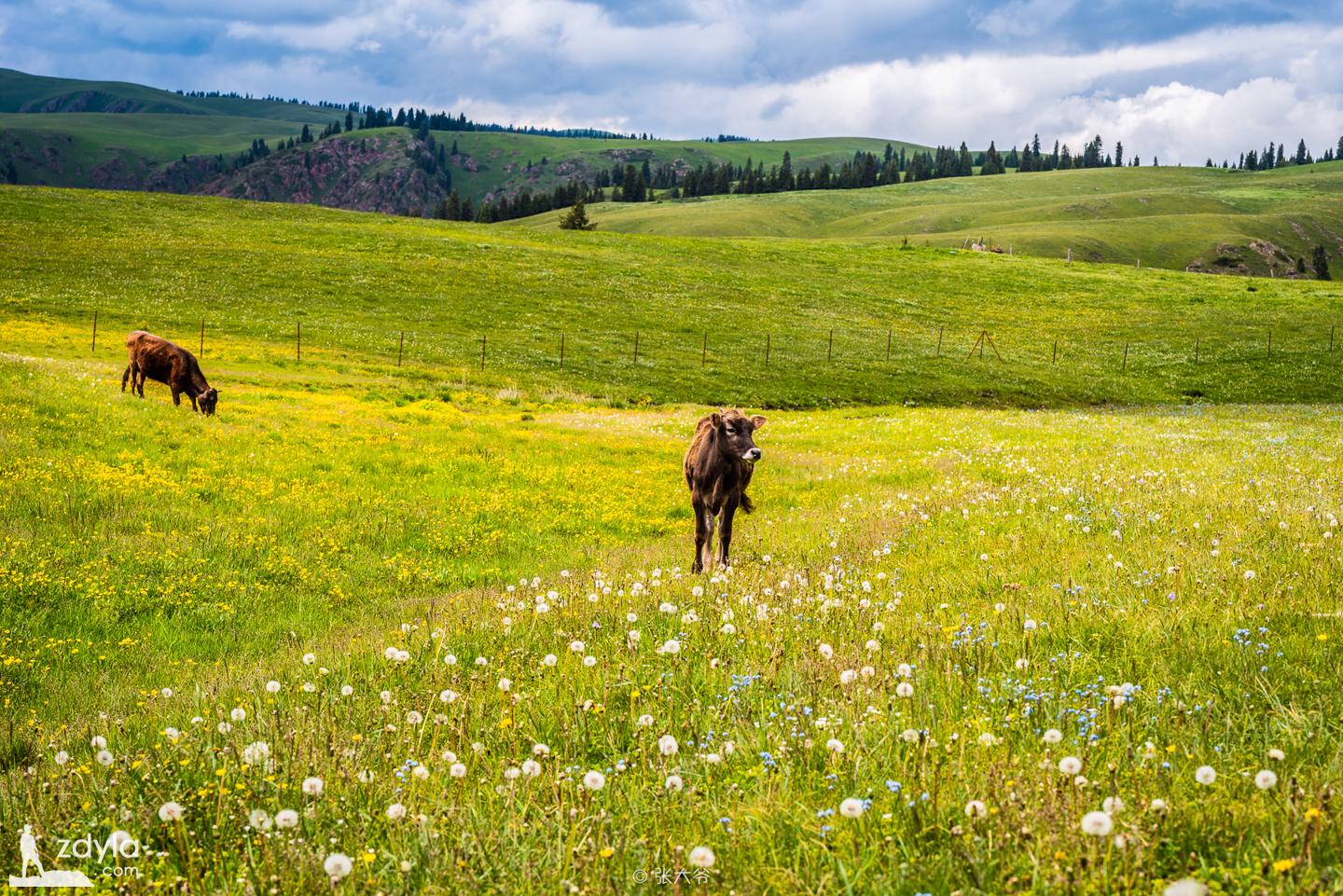 Aktas grassland