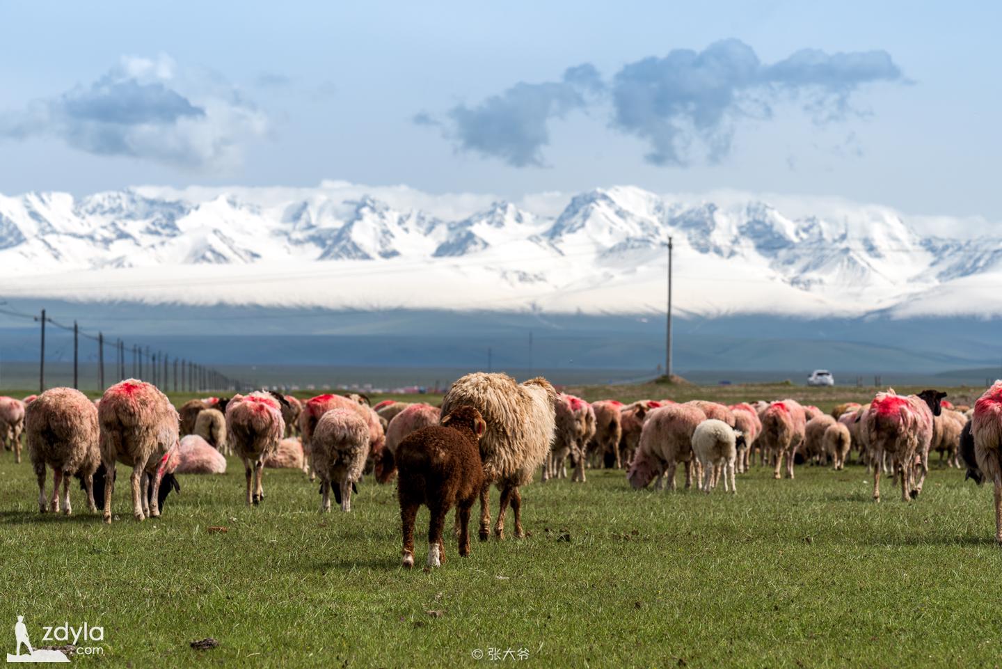 There's a Bayinbrook Grassland between the sheep and the sheep