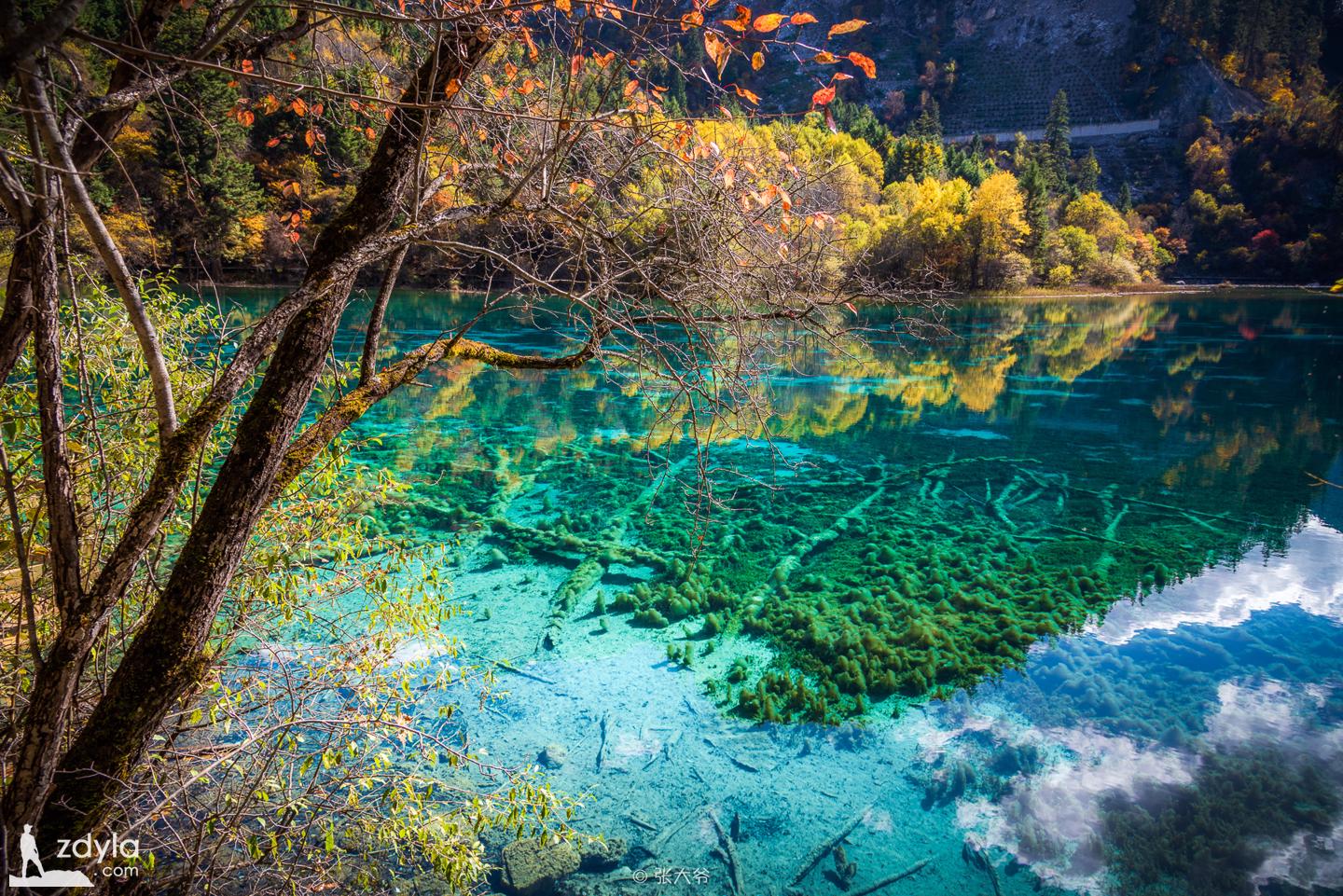 Jiuzhai Valley · Flowers sea