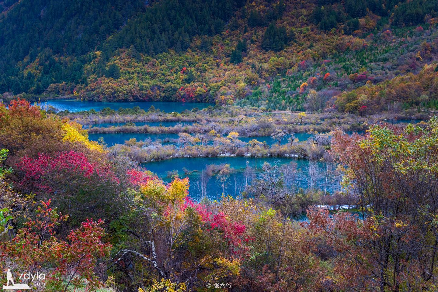 九寨沟 · 树正群海