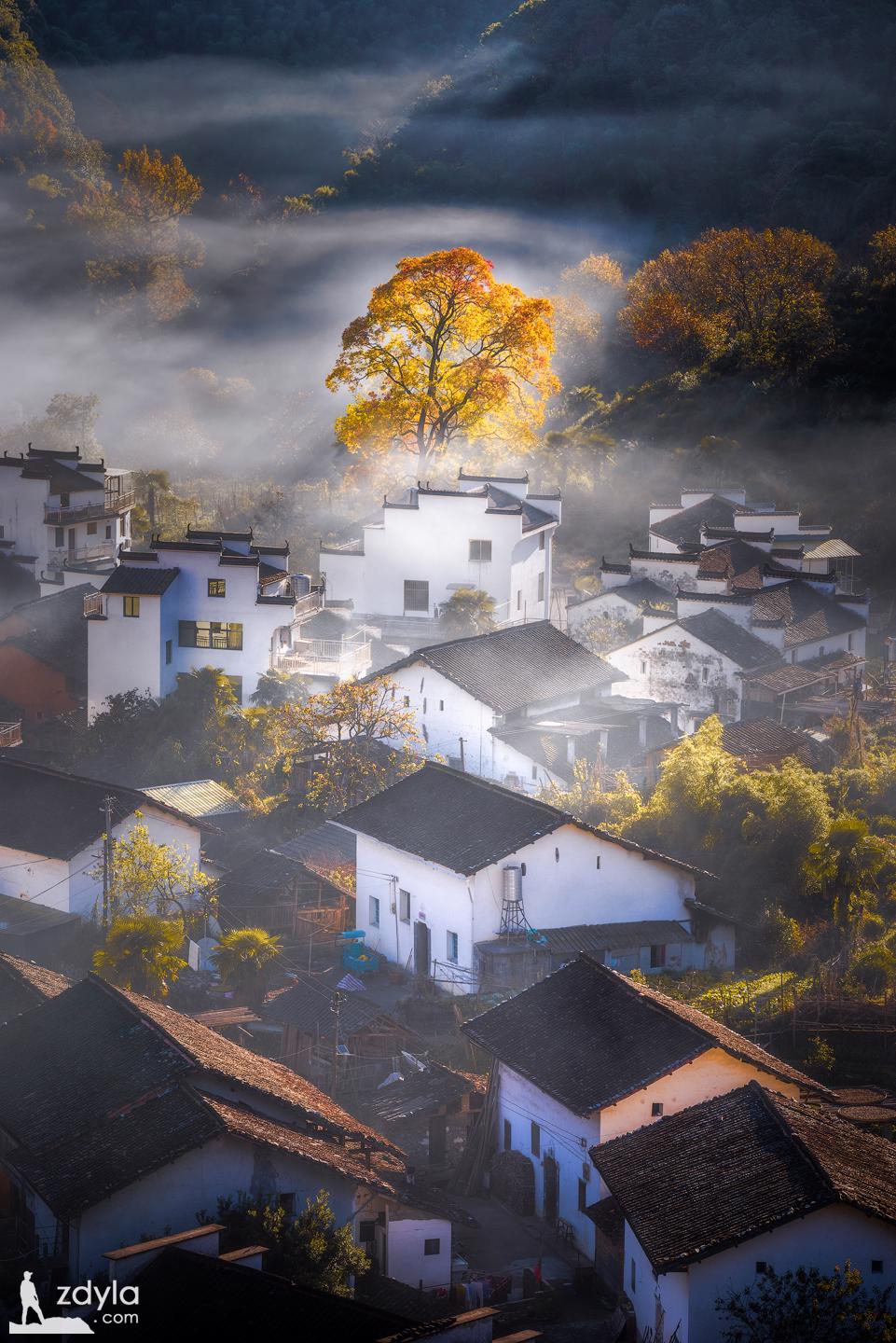 The most beautiful tree in Shicheng Village