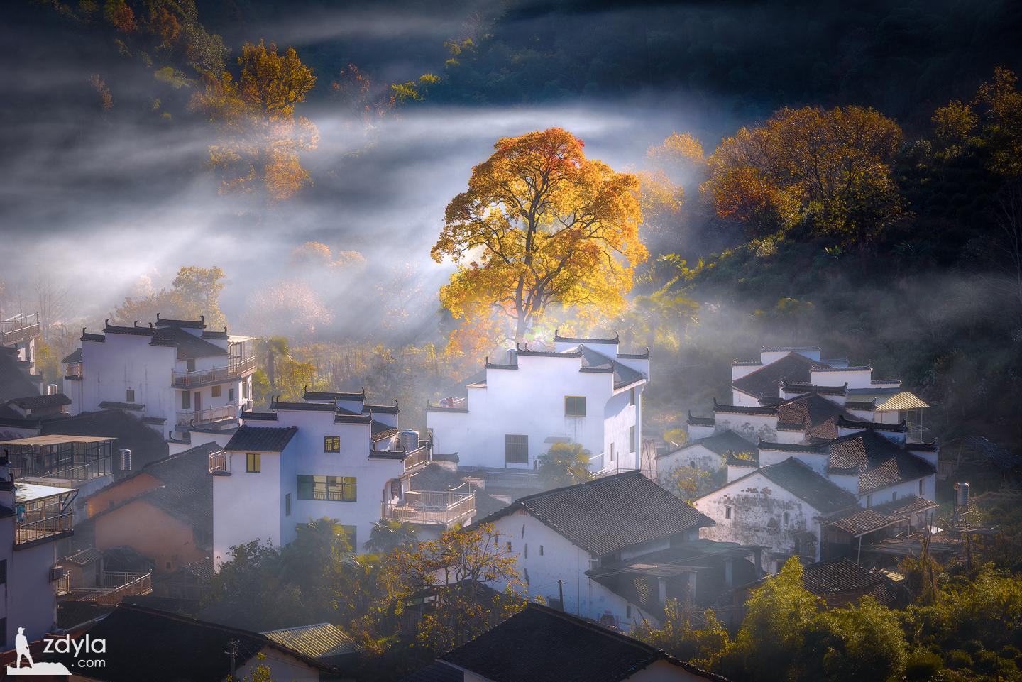 The most beautiful tree in Shicheng Village